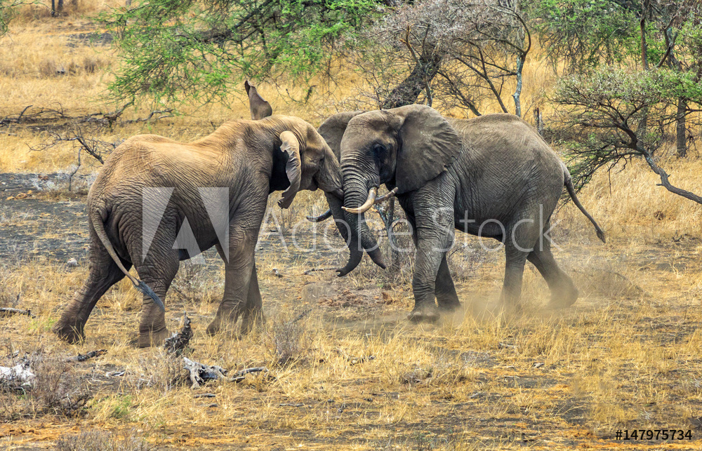 Bull Elephants at Play	