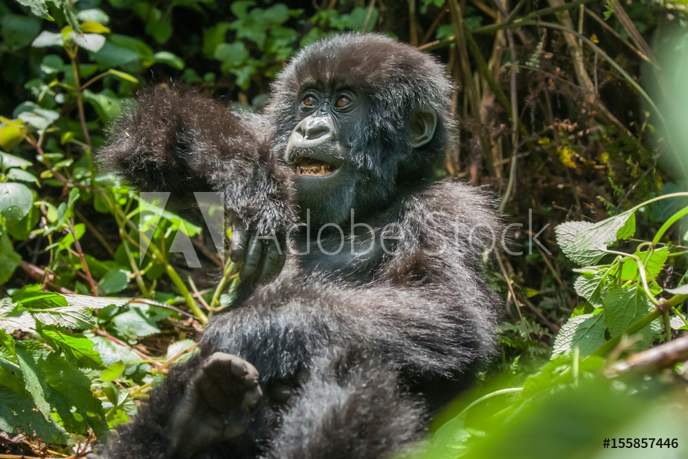 Baby Mountain Gorilla,, Rwanda