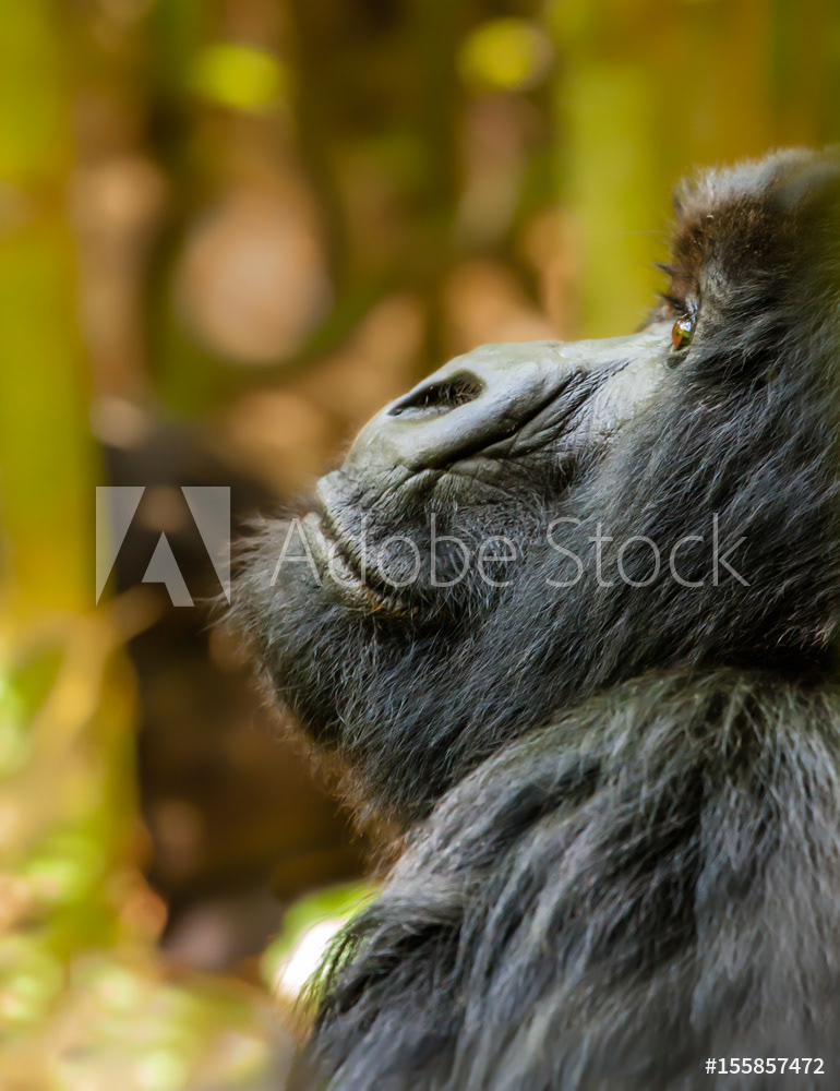 Mountain Gorilla Portrait, Rwanda