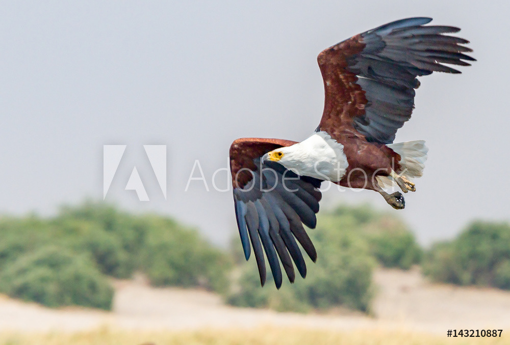 Fish Eagle along Chobe River	