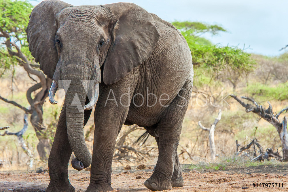 Large Bull Elephant,Ol Donyo