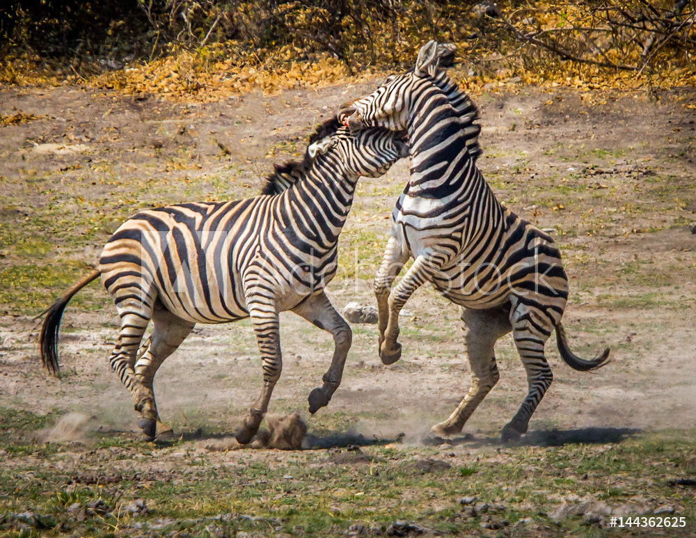 Zebras Horsing Around	