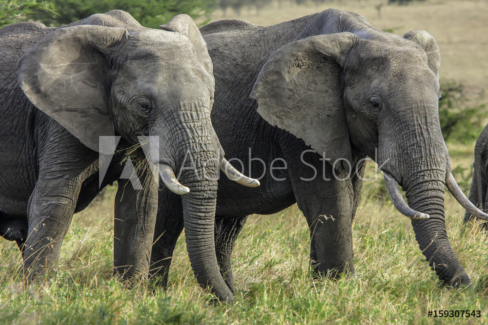 Bull Elephants at Masai Mara	