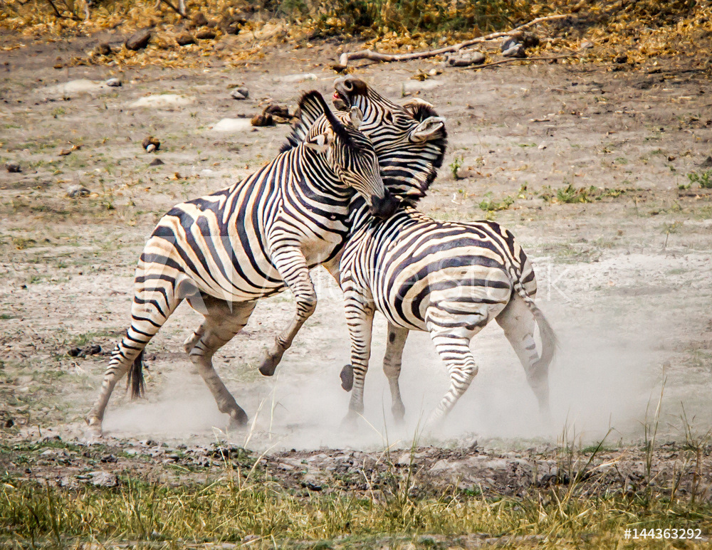 African Zebra Argument, Chobe River, Botswana	