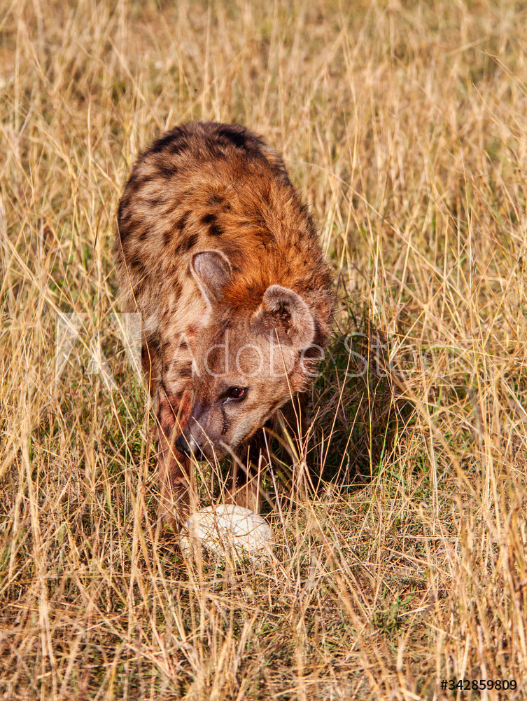   Hyena Poaching an Egg , Africa		 Hyena Poaching an Egg , Africa	