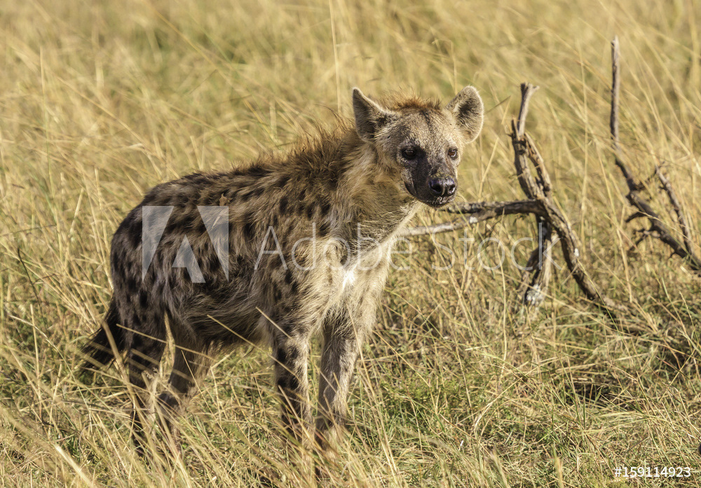 Spotted Hyena on Lookout	