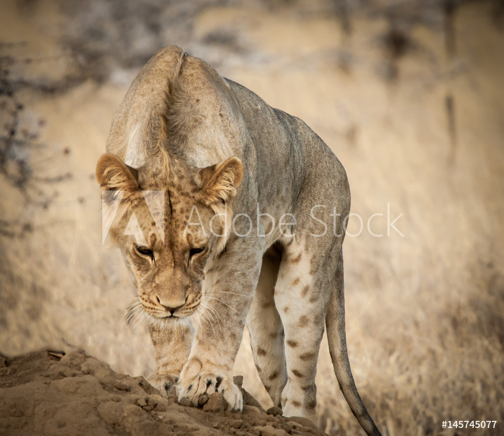 Young Lion Stalking, Kenya	