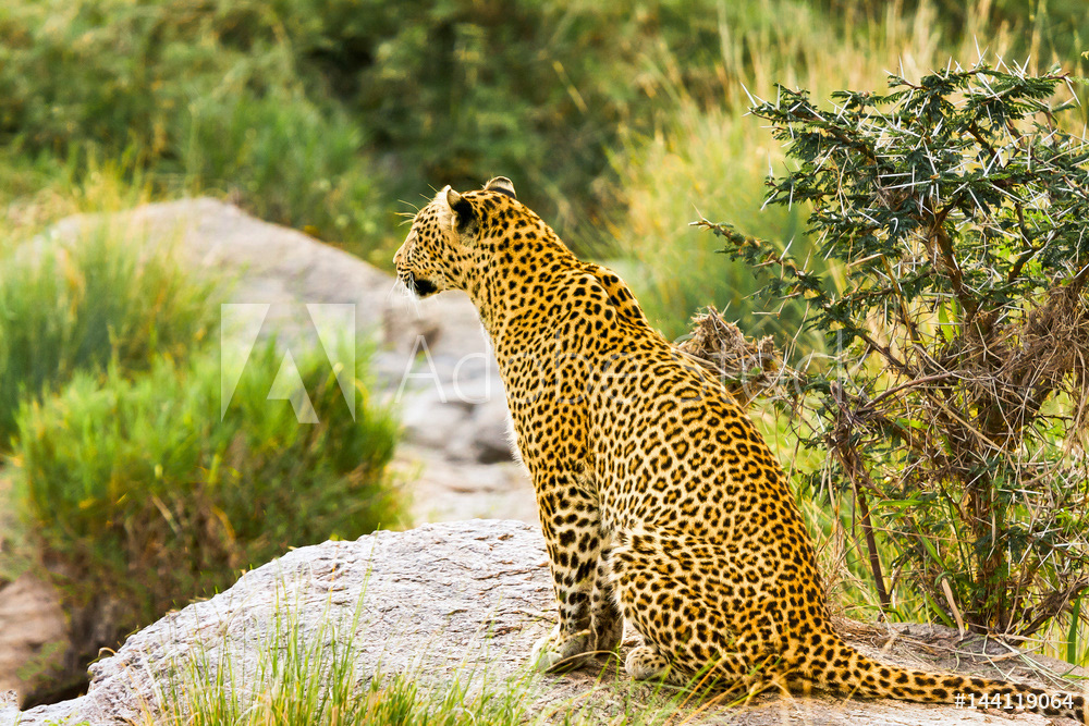 Leopard Waiting and Watching