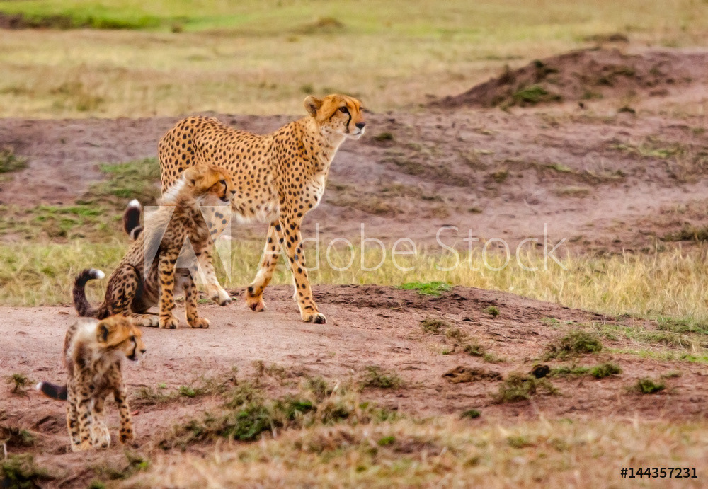 Cheetah and Cubs on the Hunt	