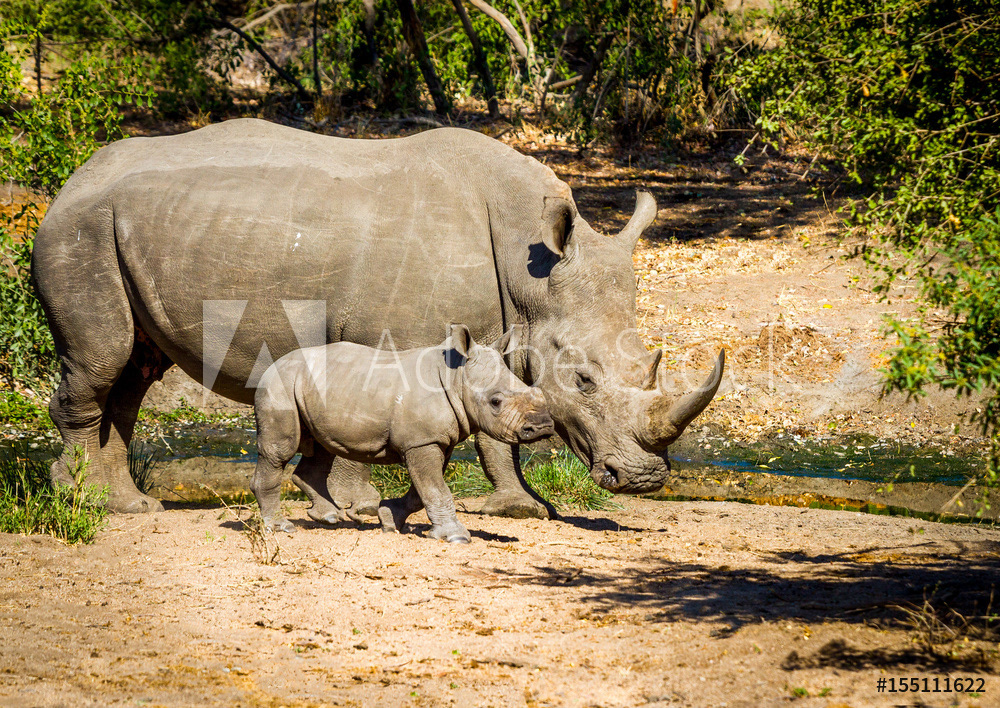 Rhino and Calf