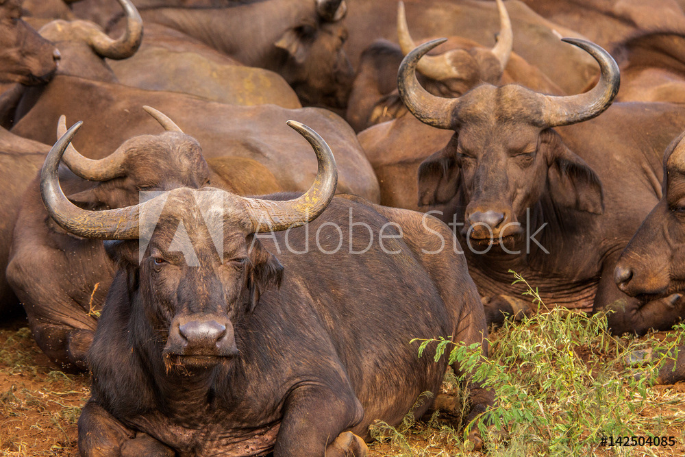Cape Buffalo Herd - South Africa