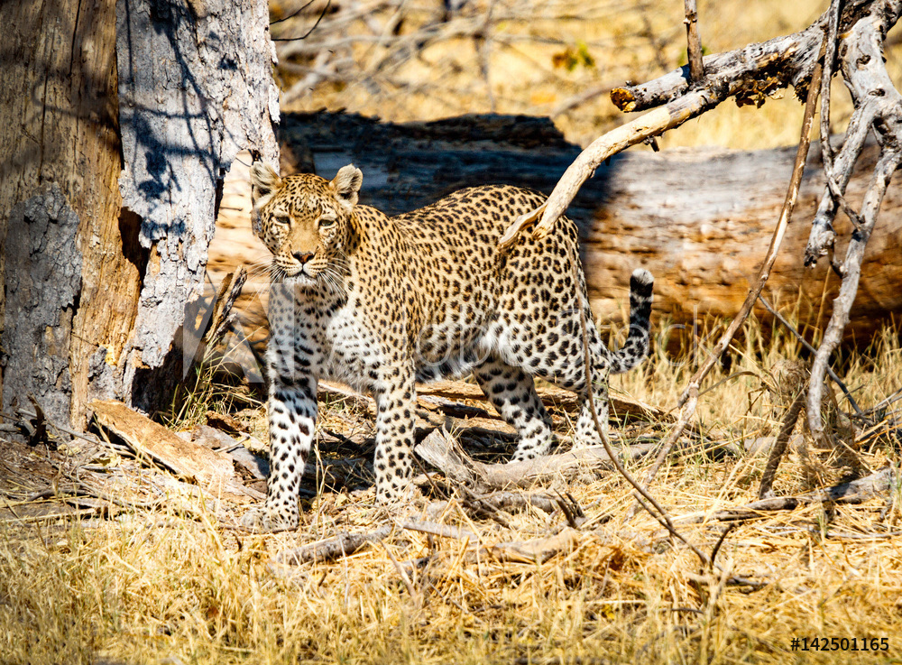  Leopard in Open