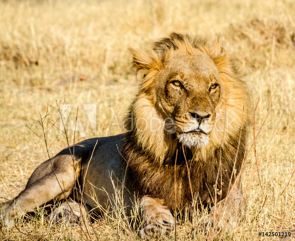 Majestic King of the Jungle	