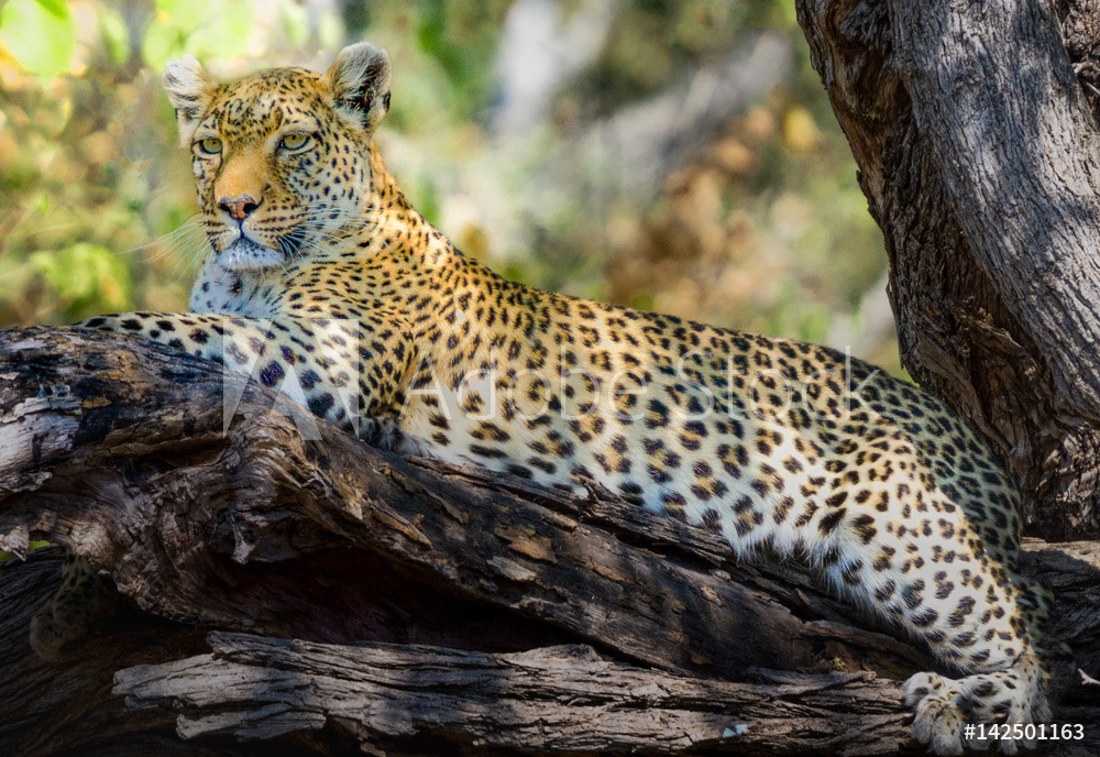  Leopard Resting and Watching in Tree