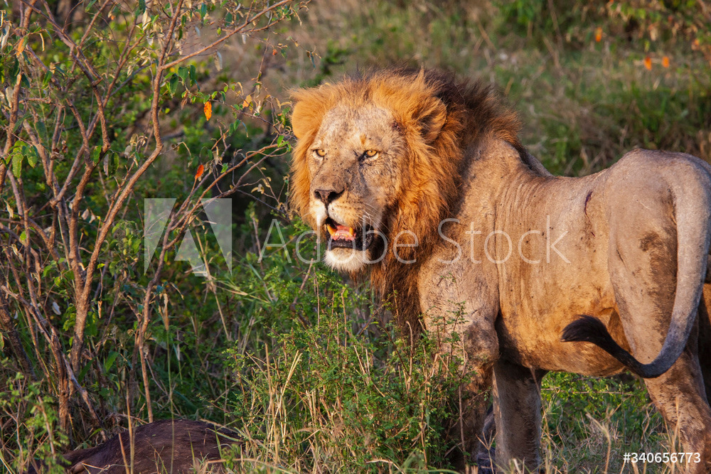 Elderly Male lion in the wild