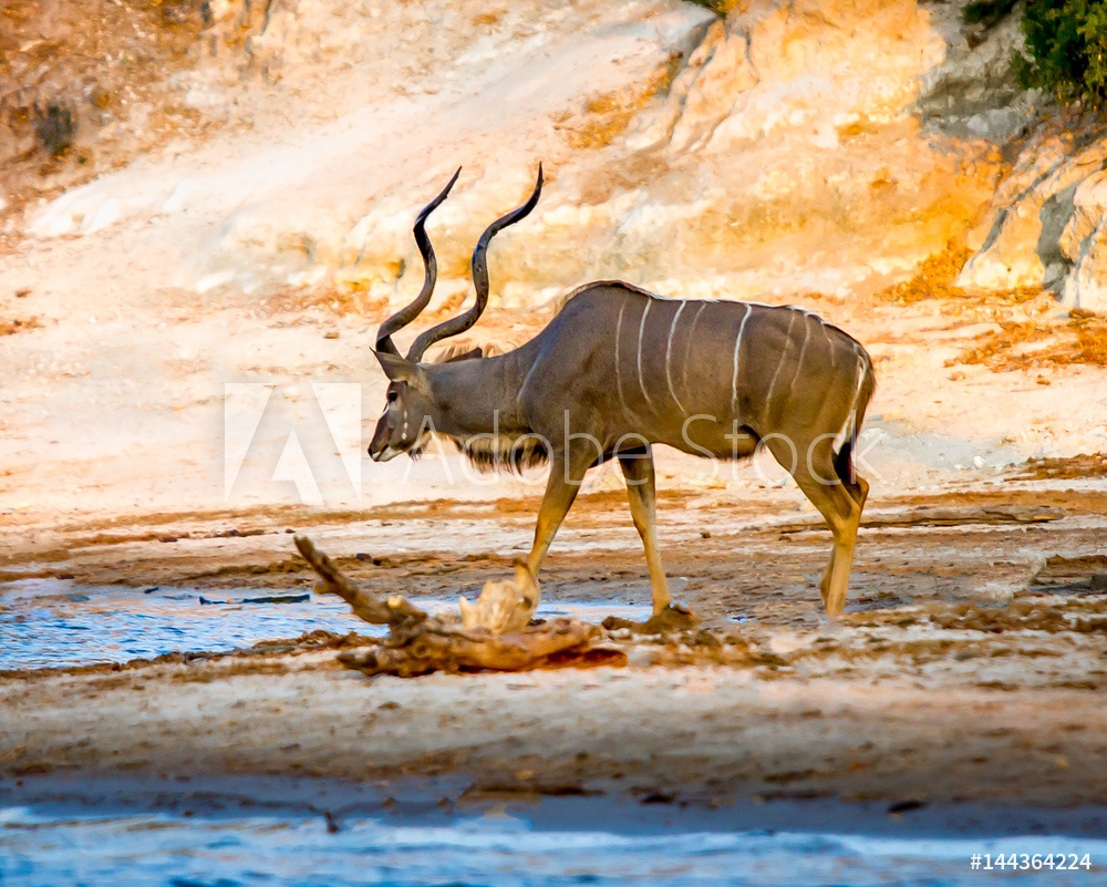 Greater Kudu along Chobe River