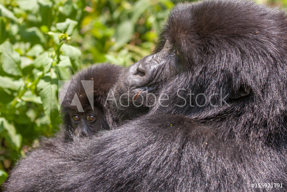 Mountain Gorilla - Mother and Child	