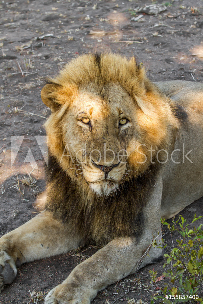 Male Lion at Sunse