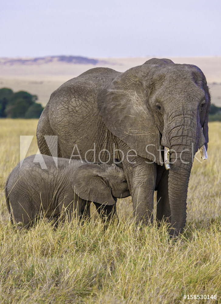 Baby Elephant Nursing, Kenya
