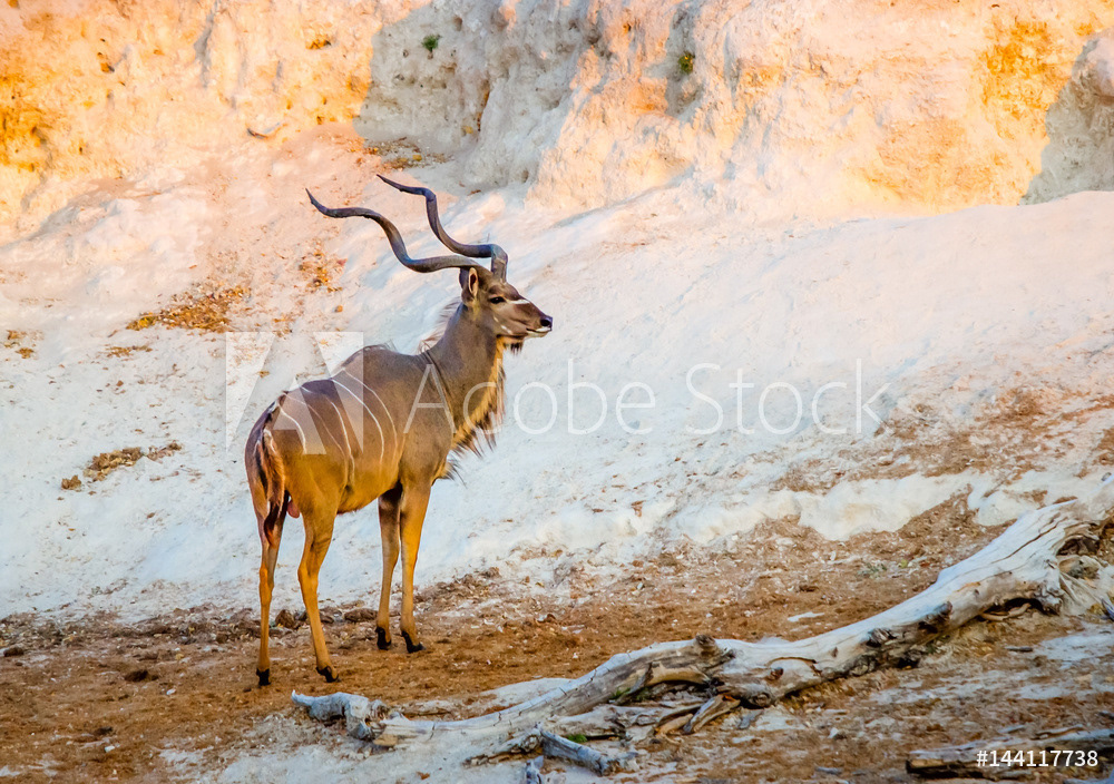 Kudu along Chobe River