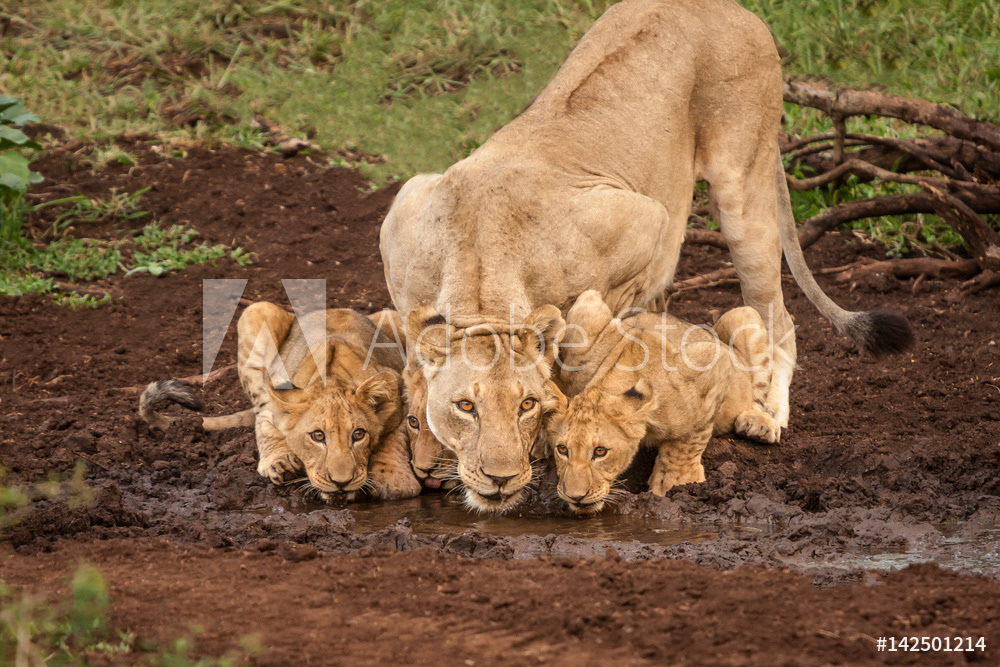 Lioness and Cubs at Watering Hole