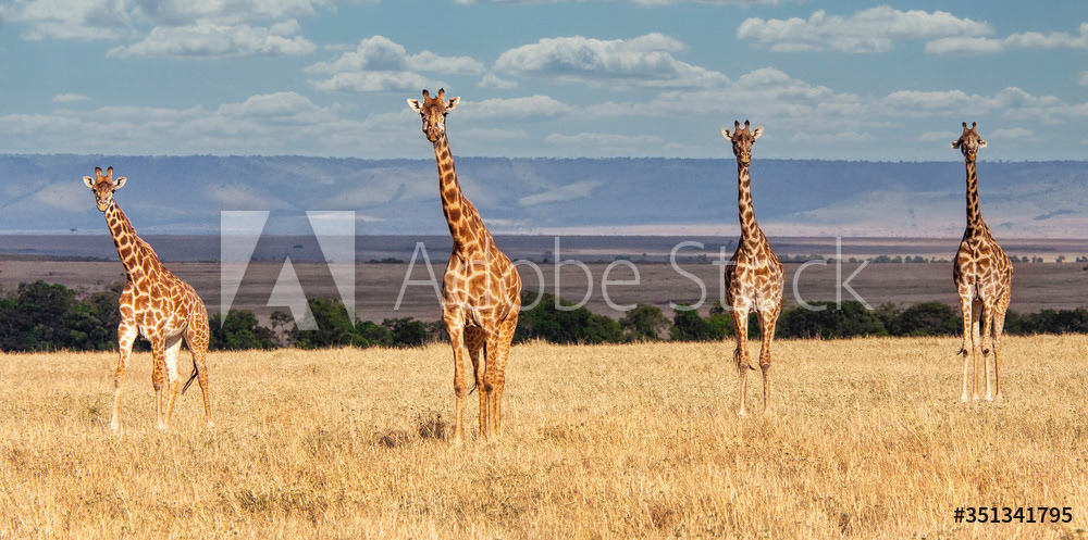 Giraffe Family on Savannah 