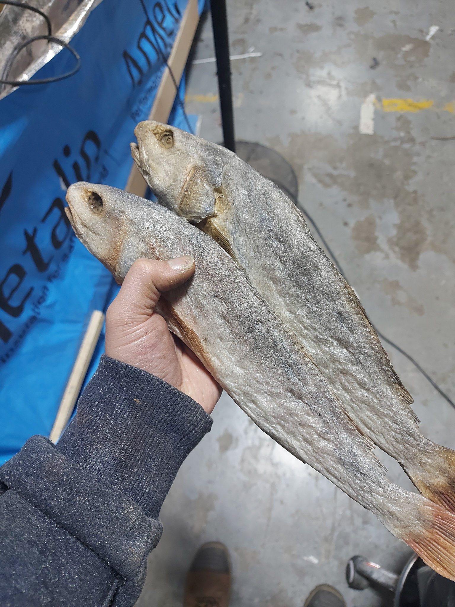 dried polyfoam fish