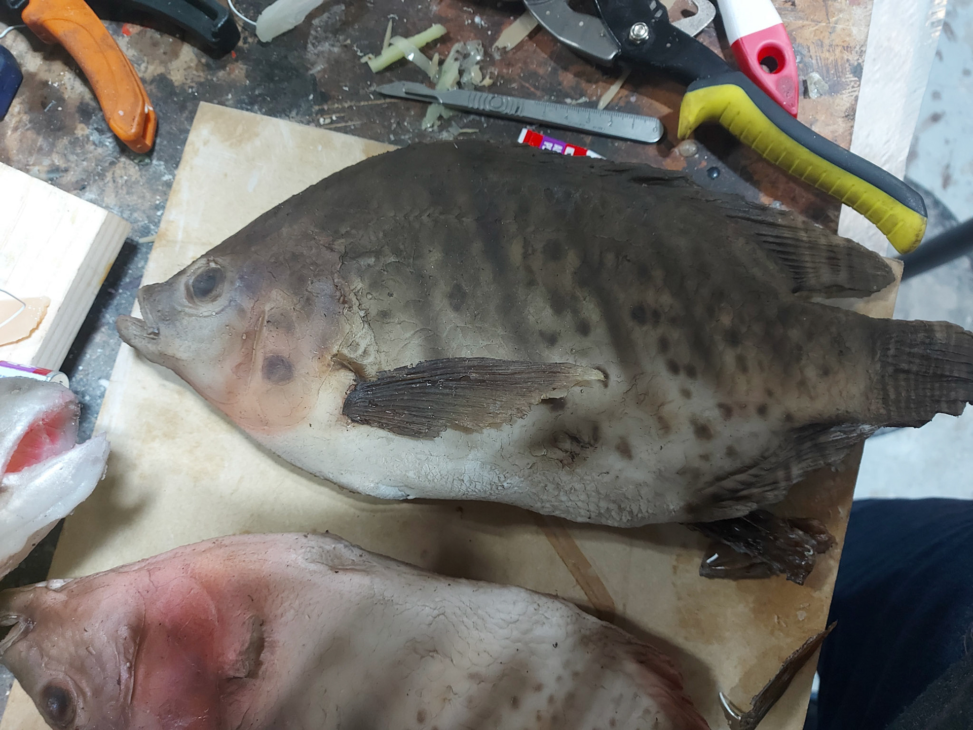 Silicone Airbrushed Fish