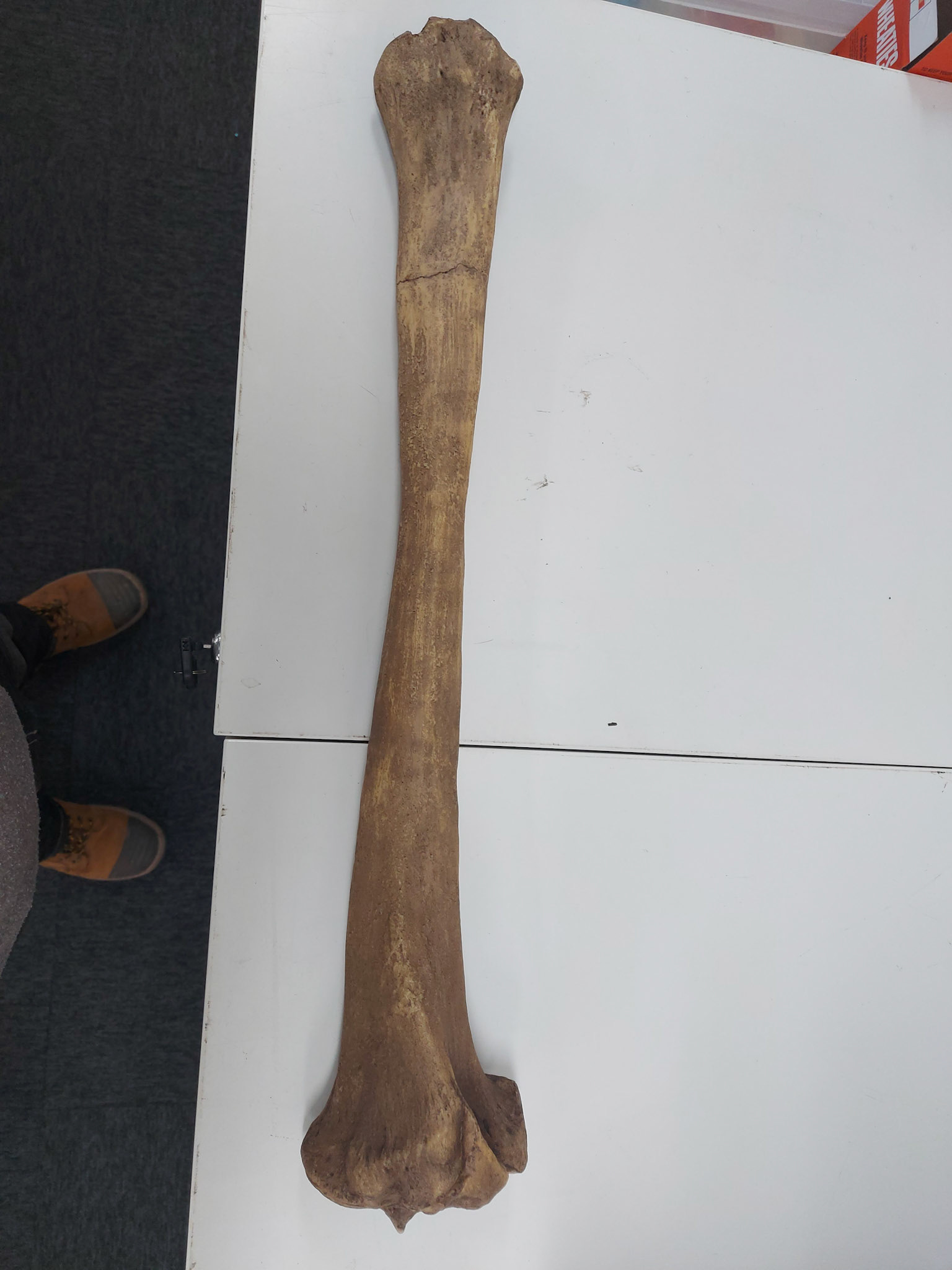 Extra large bone