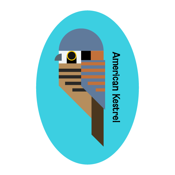 American Kestrel