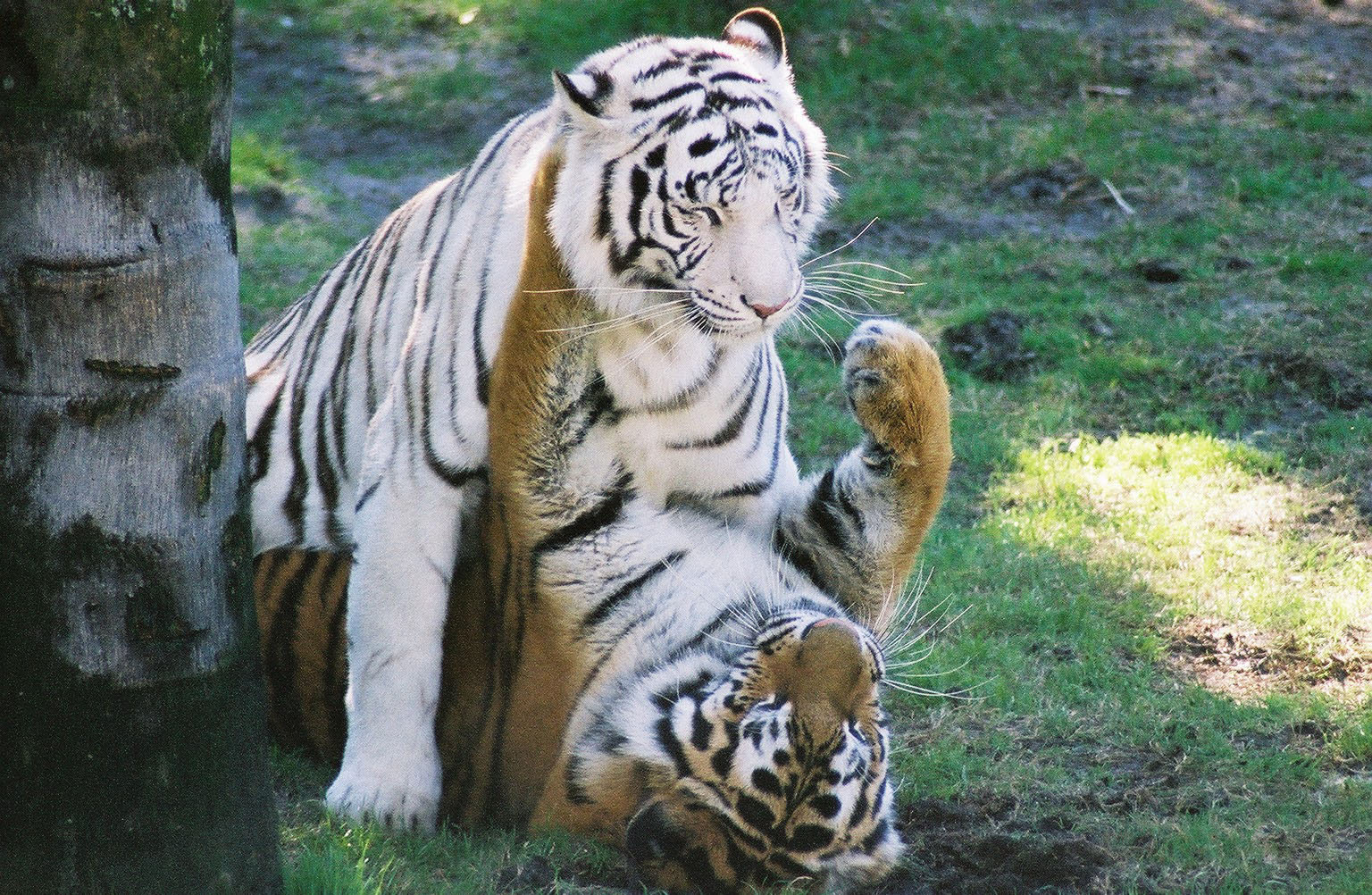 Tigers at Play - Busch Gardens, Tampa, Fla.
