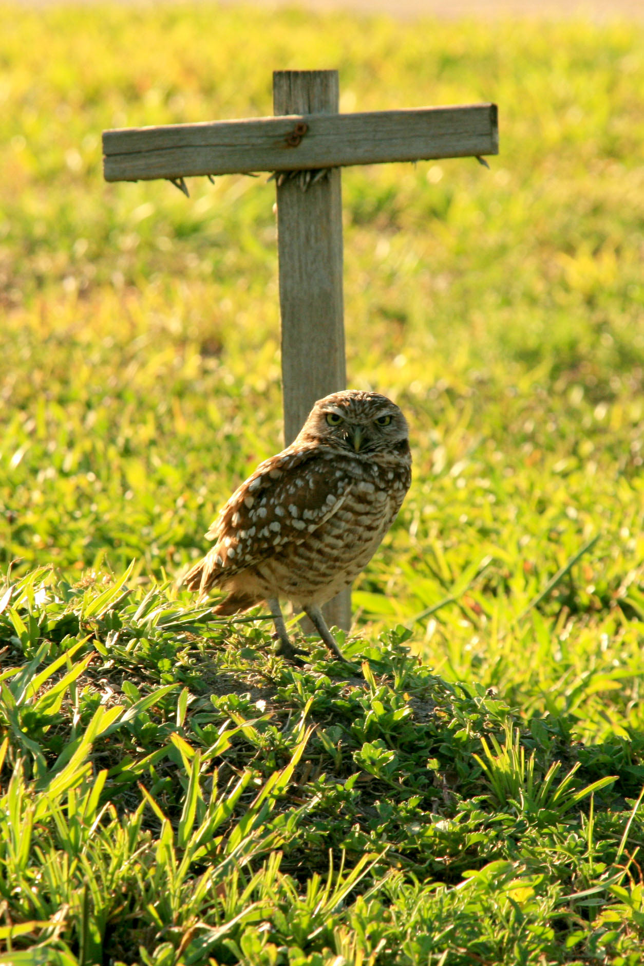 Burrowing Owl