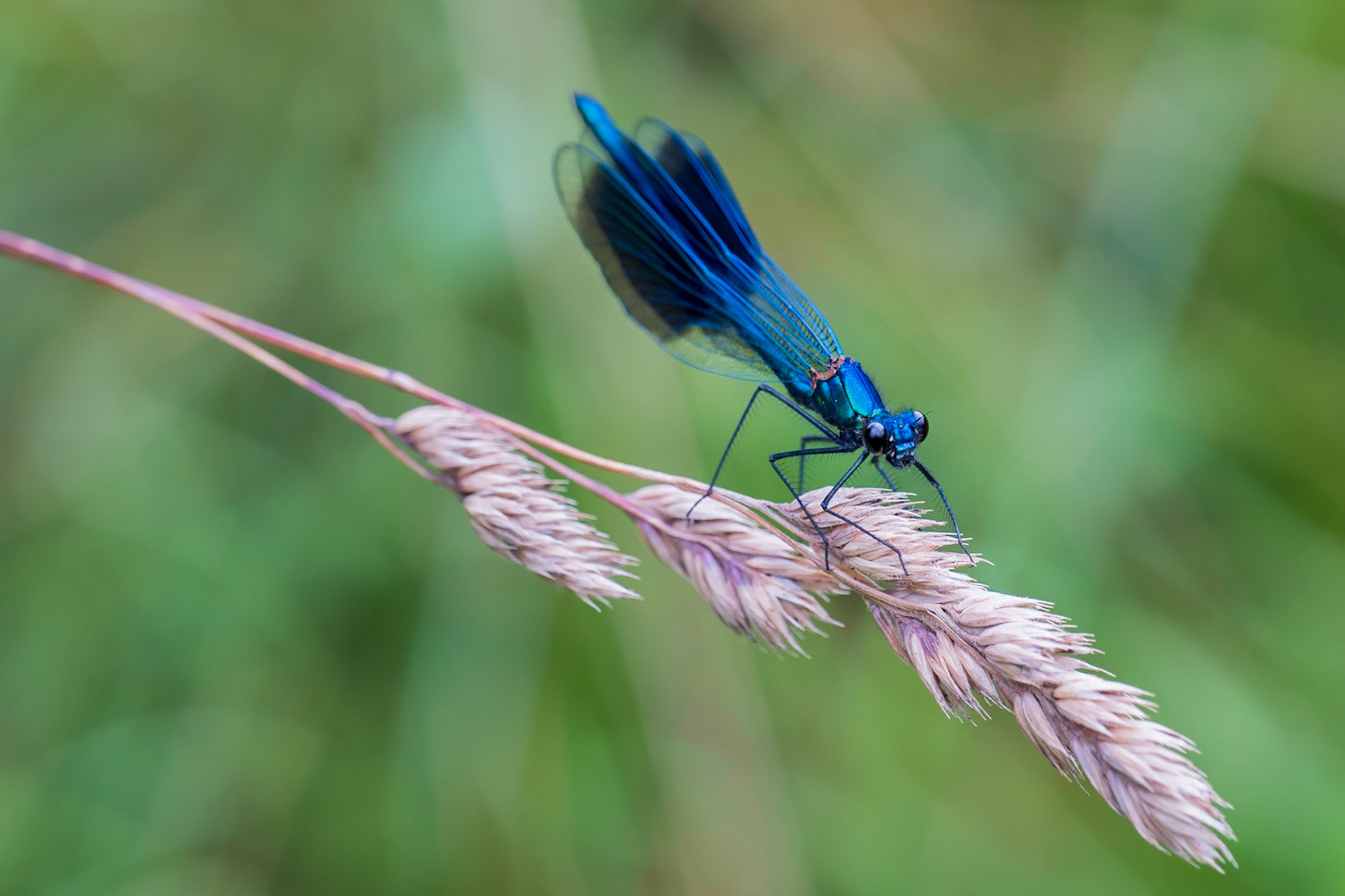 La Libellule Bleue