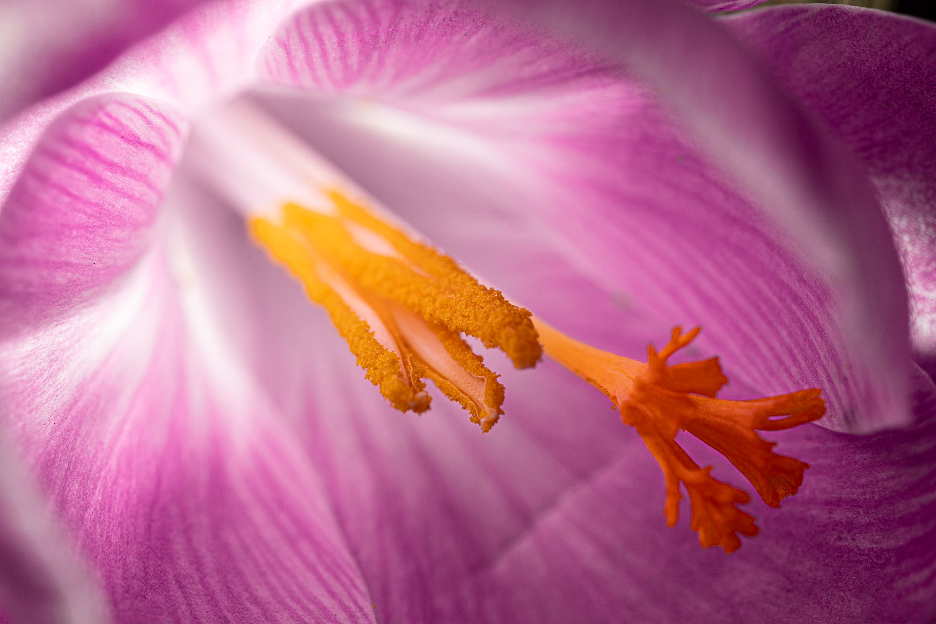 Pollen