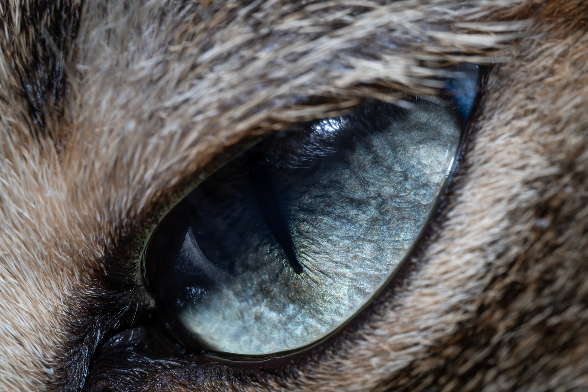 Oeil de Chat