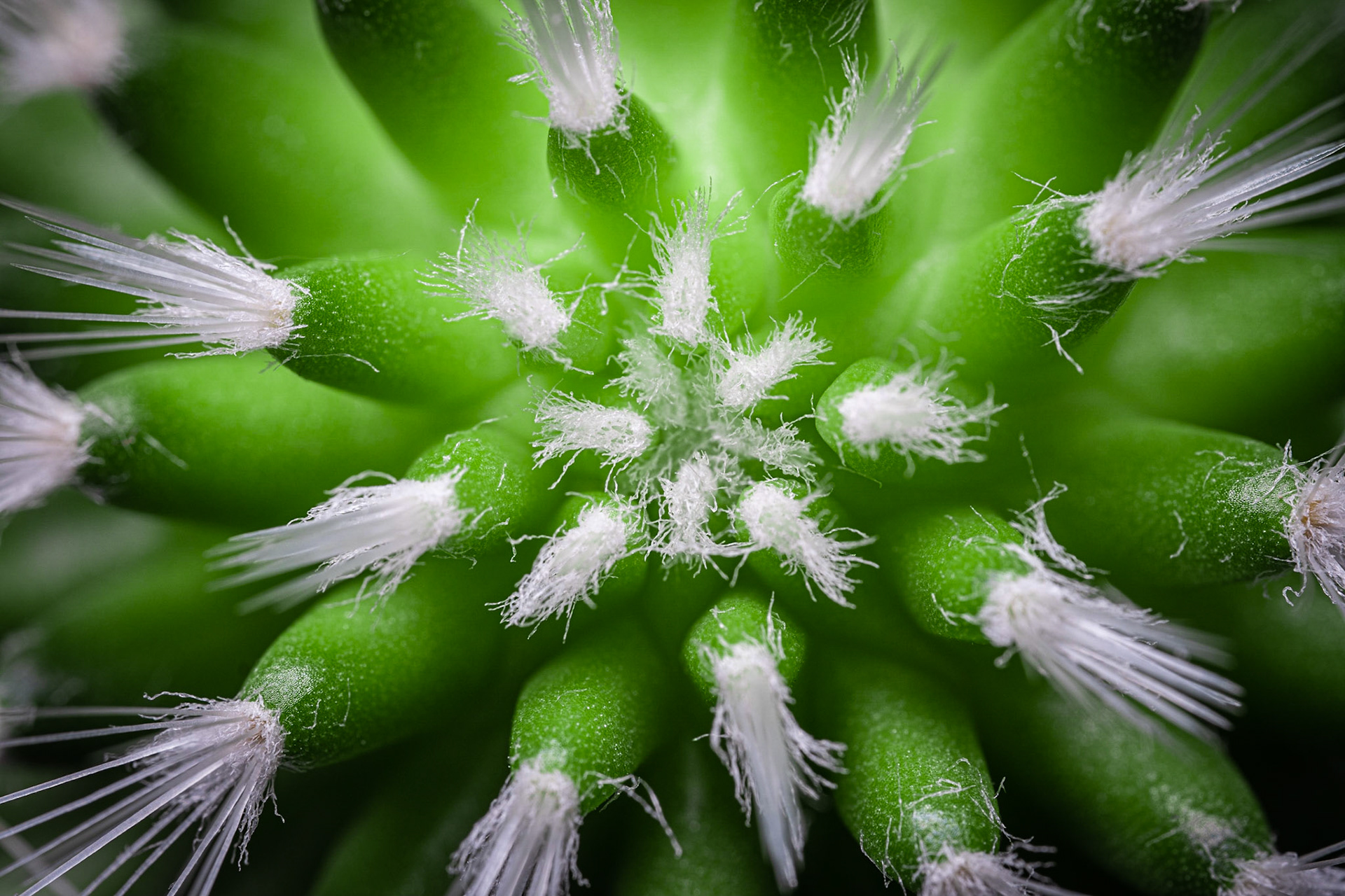Le Cactus