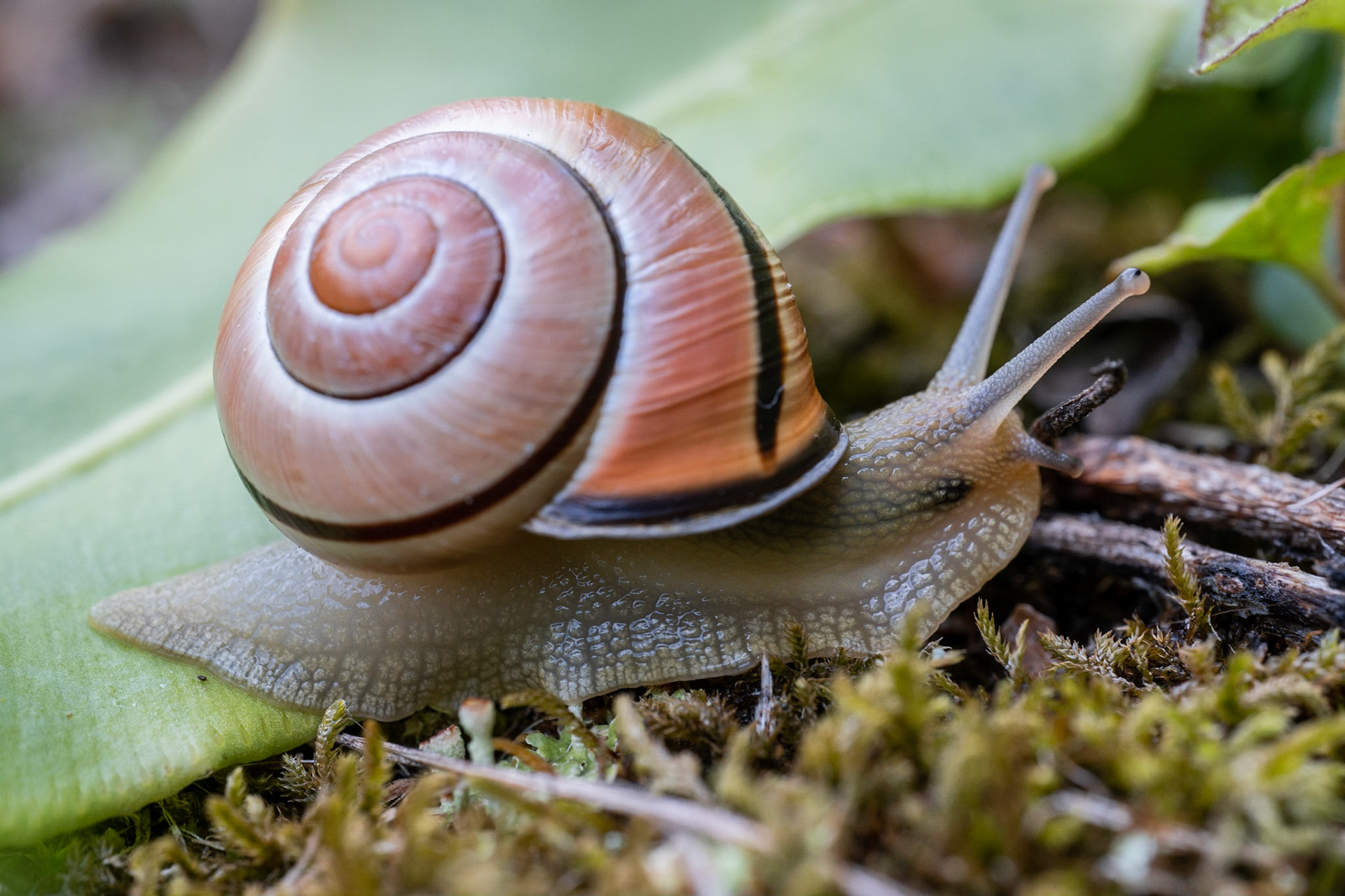 L'Escargot