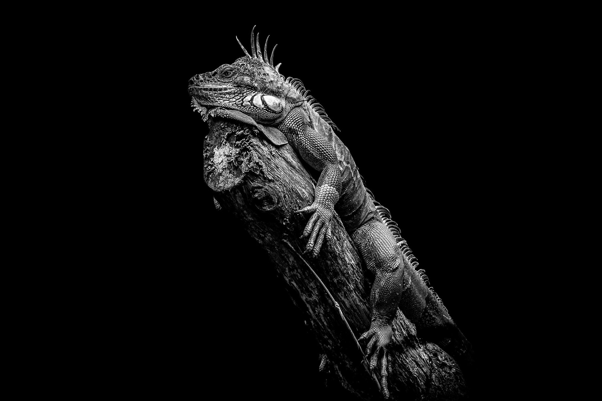 Le Lézard