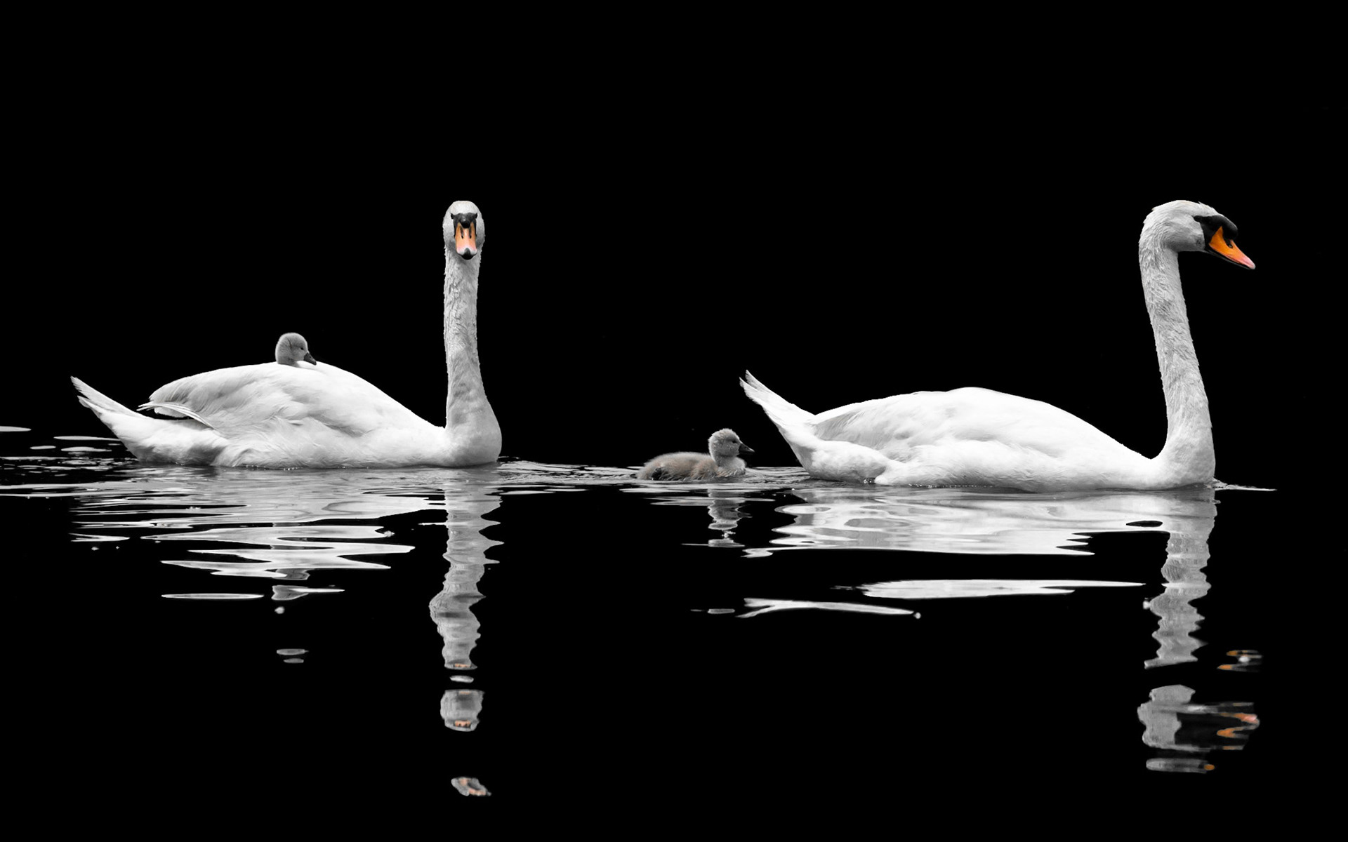 La Famille Cygne