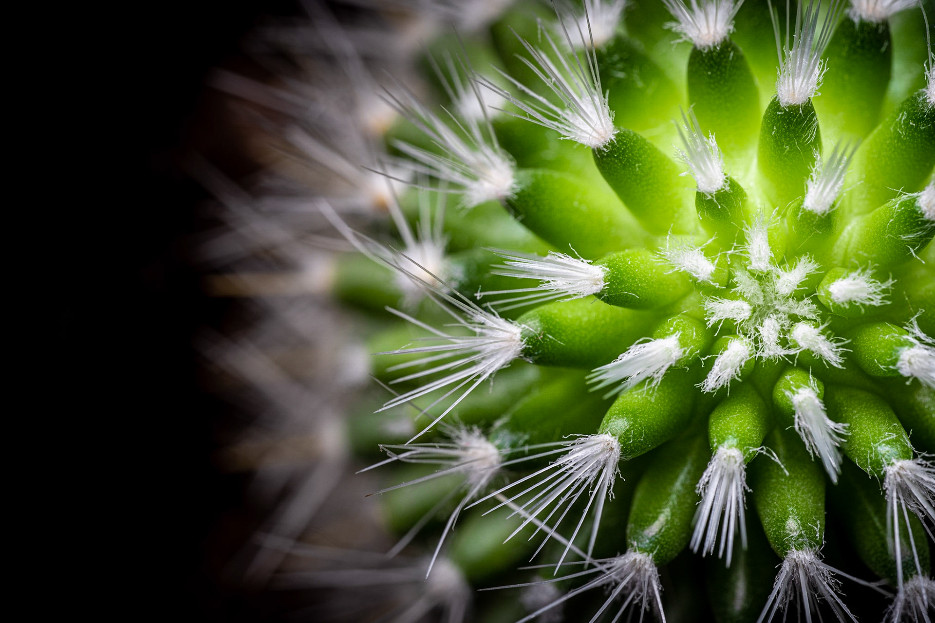 Le Cactus 2