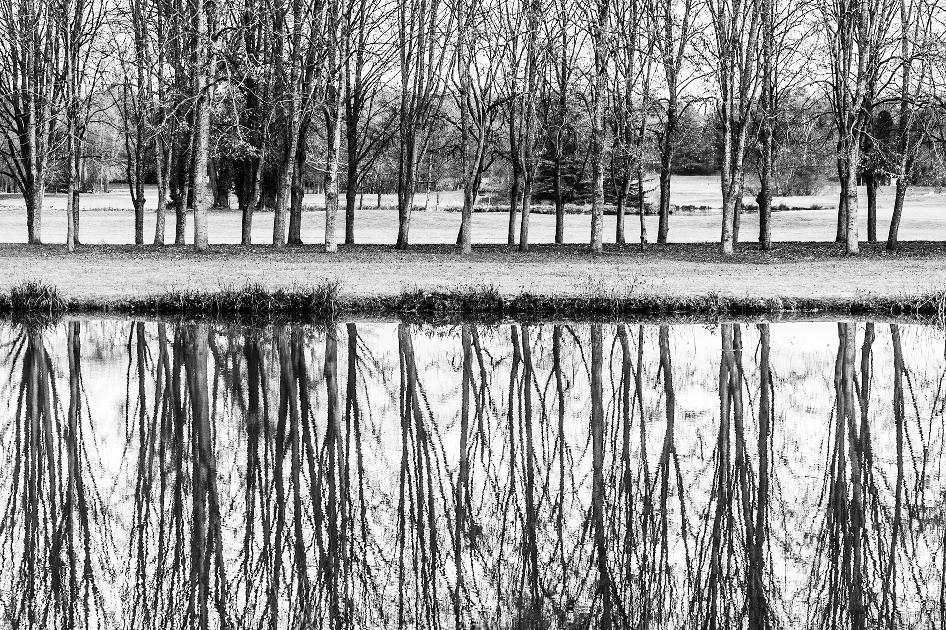 Les Arbres Blancs