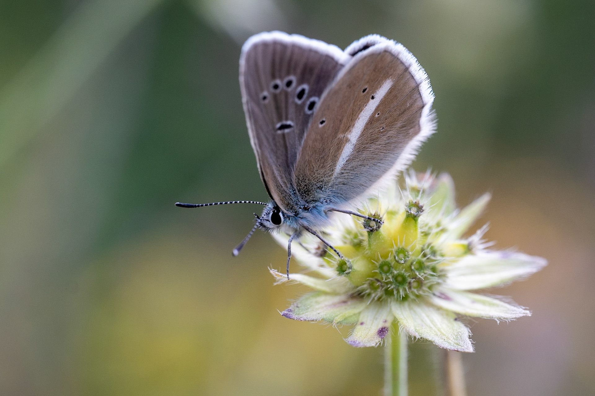 Le Papillon