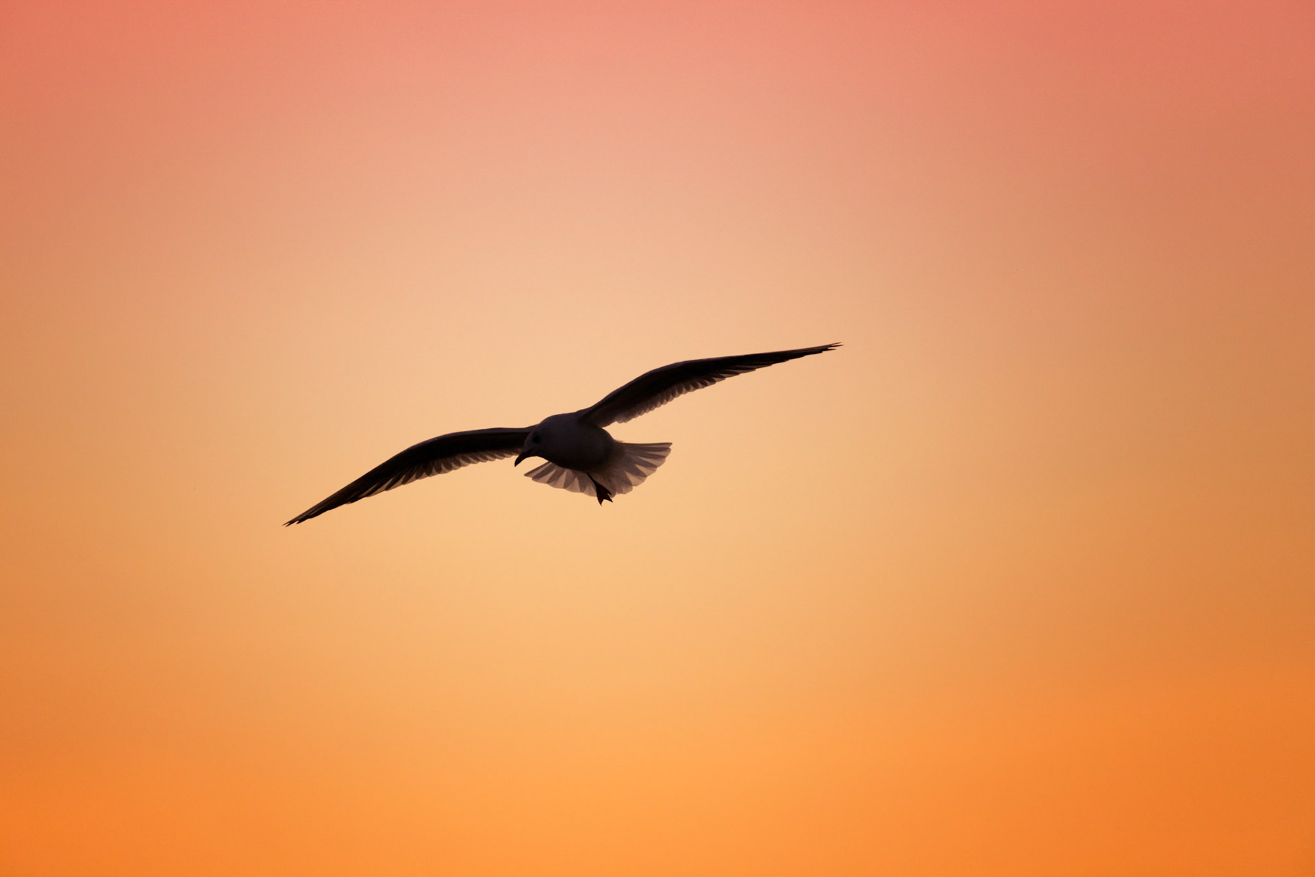 La Mouette 2