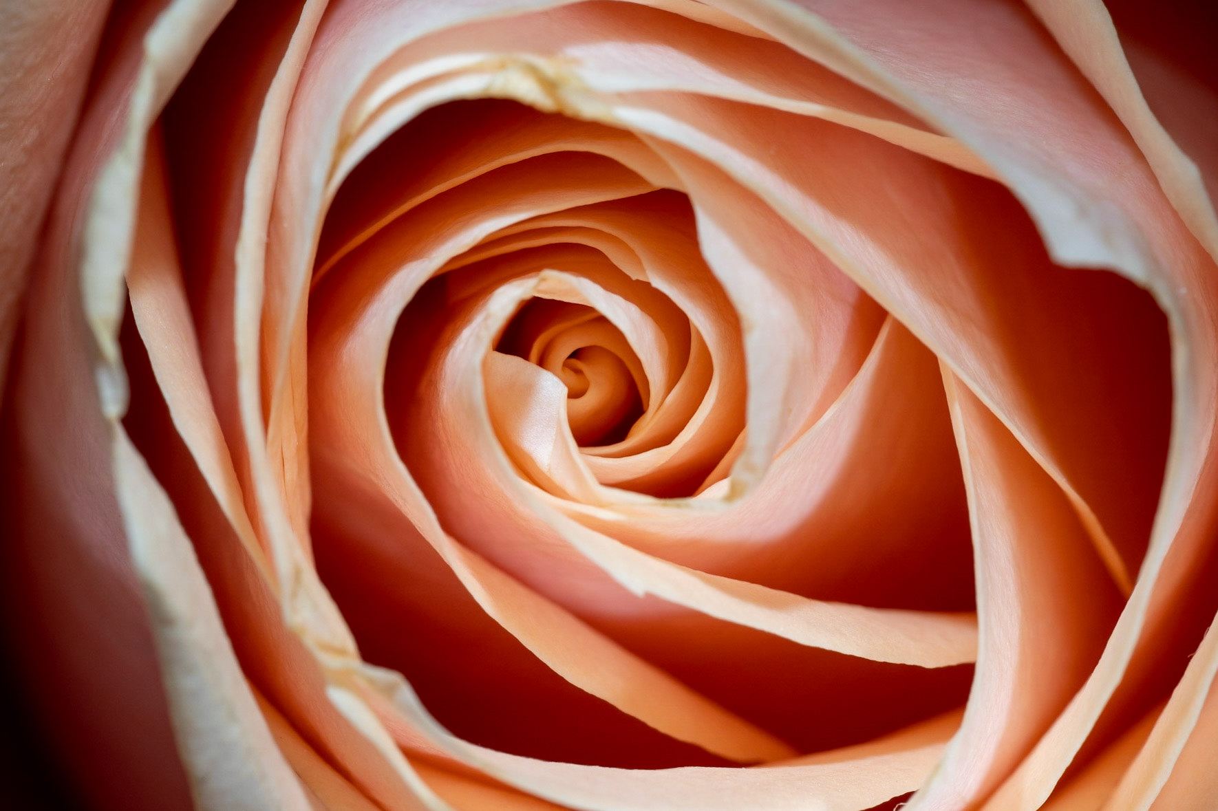 La Rose Orange