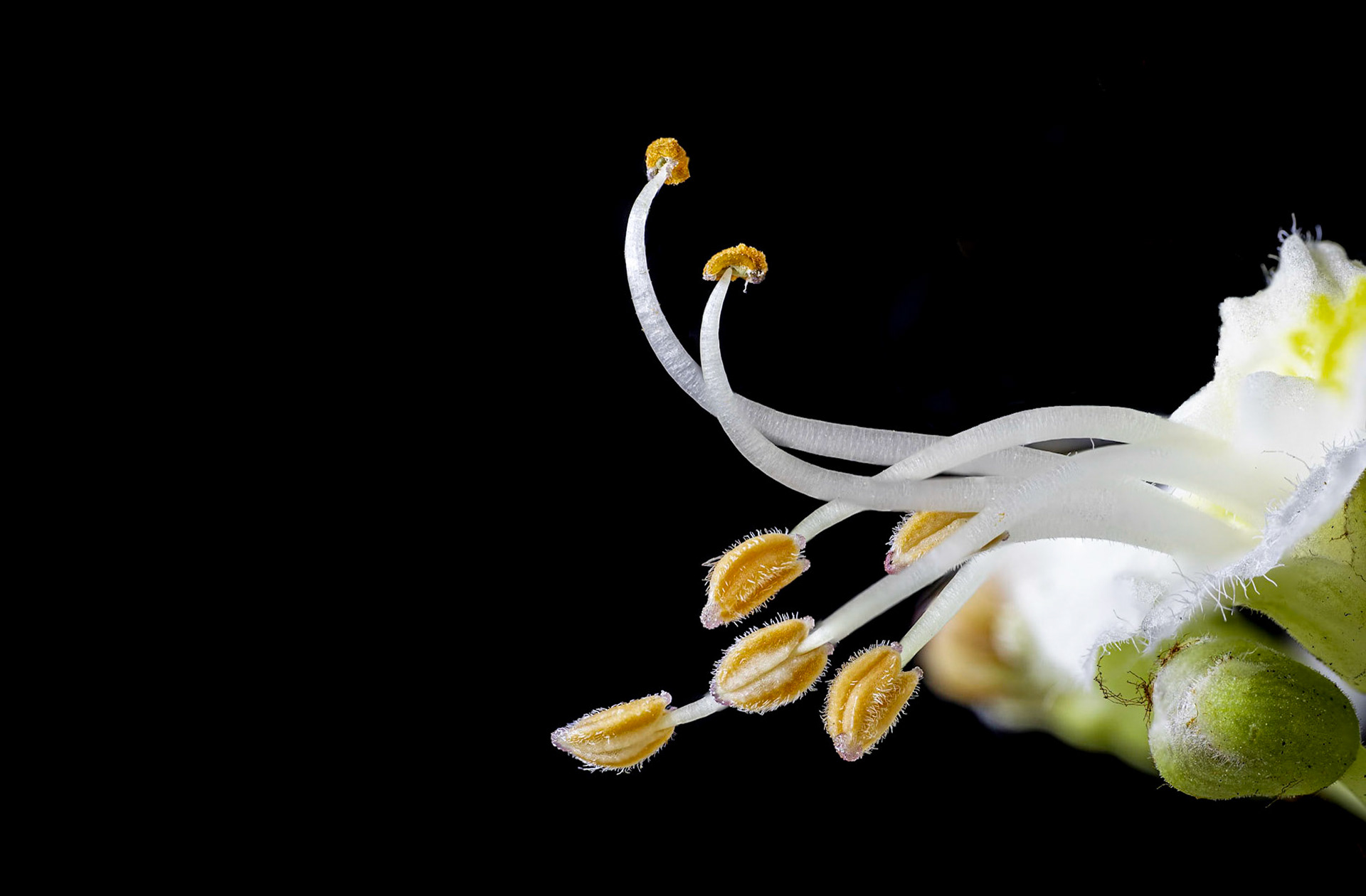 Pollens 2