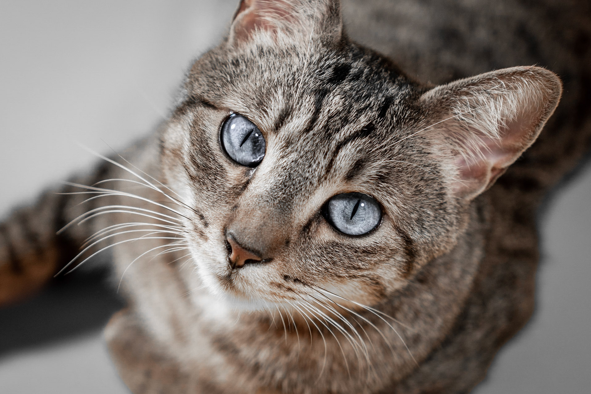 Le Chat