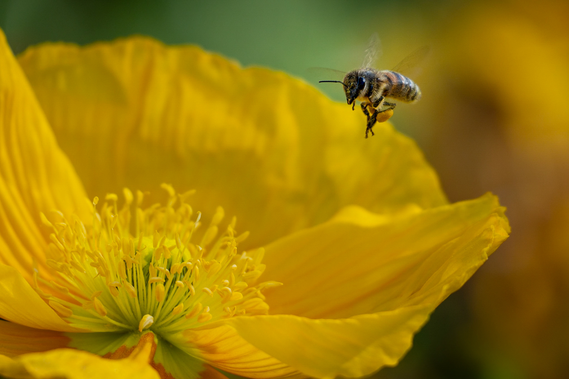 L'abeille