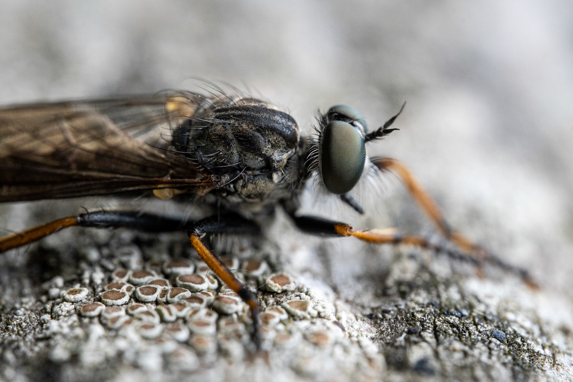 La Mouche