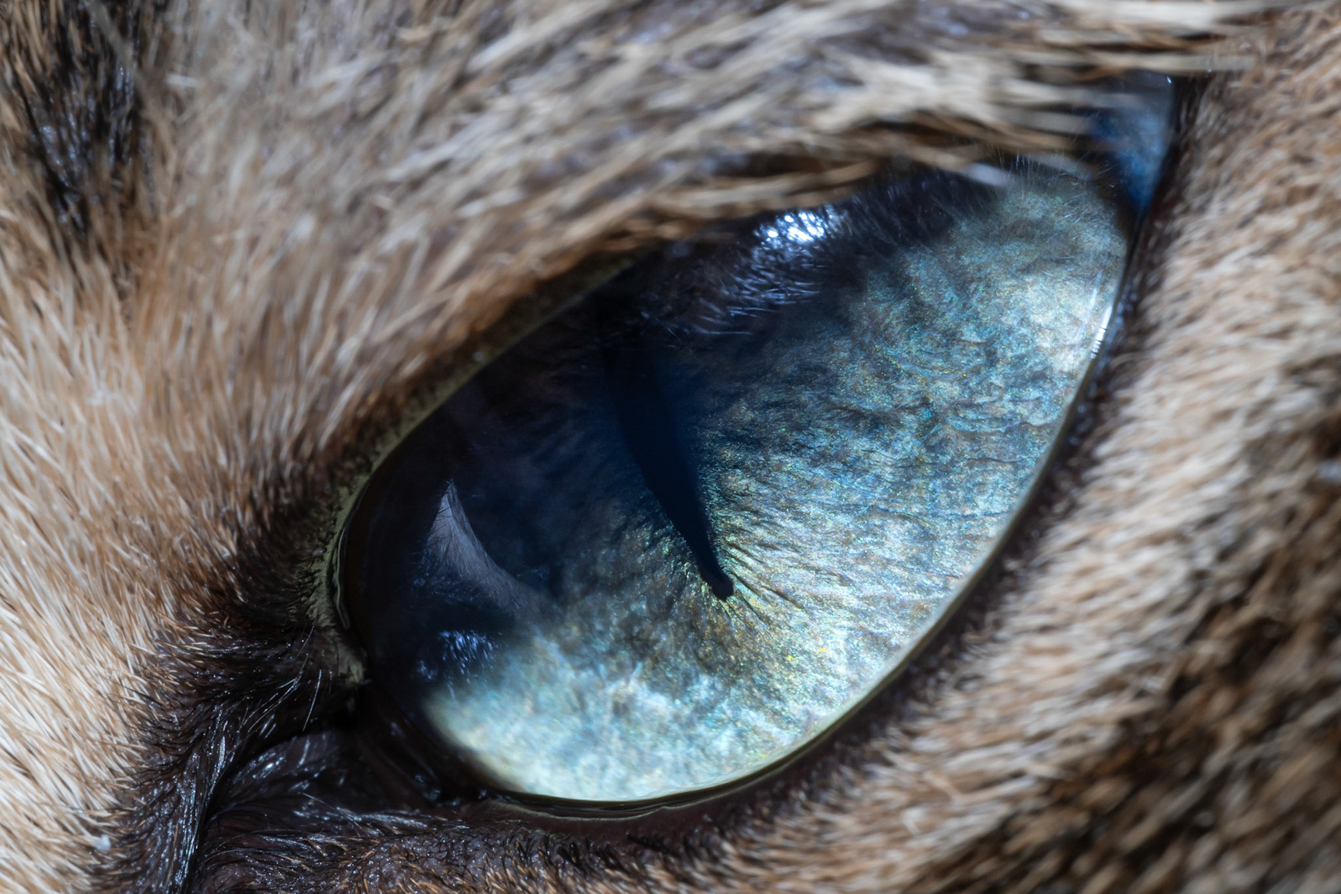 Oeil de Chat