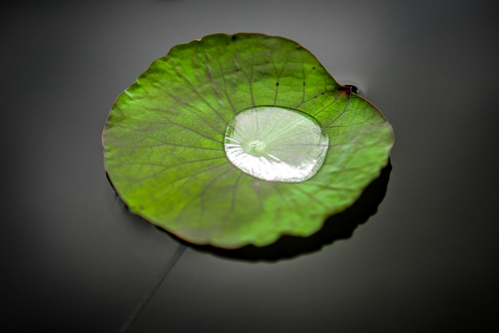 Le Nénuphar